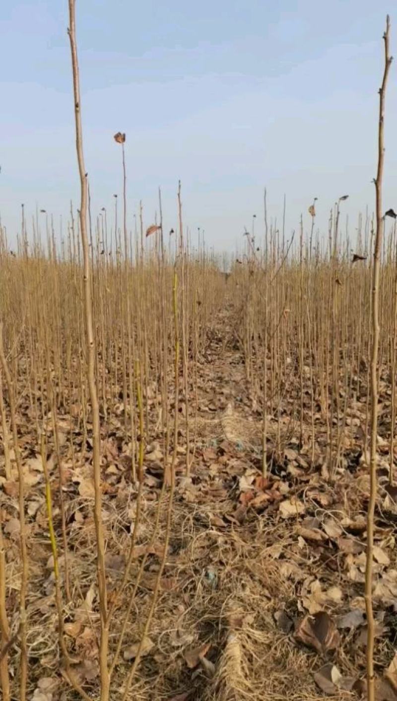 娇红一号玉兰紫玉兰红玉兰基地批发绿化景观庭院点缀