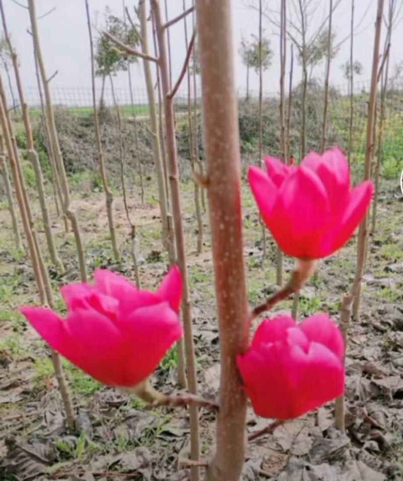 娇红一号玉兰紫玉兰红玉兰基地批发绿化景观庭院点缀