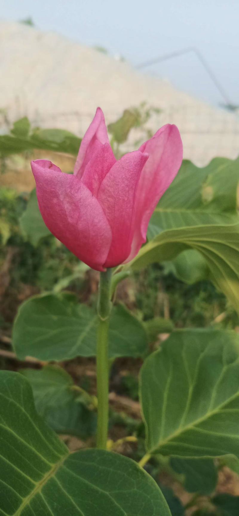 娇红一号玉兰紫玉兰红玉兰基地批发绿化景观庭院点缀