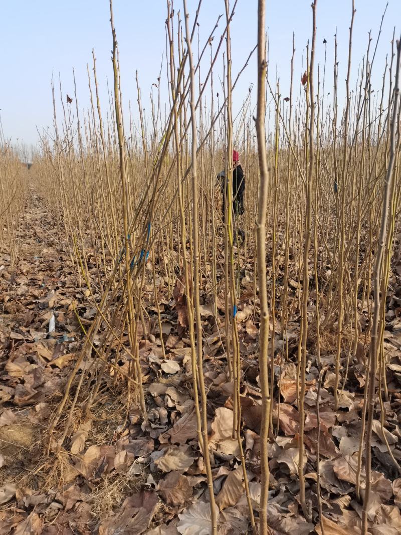 娇红一号玉兰紫玉兰红玉兰基地批发绿化景观庭院点缀