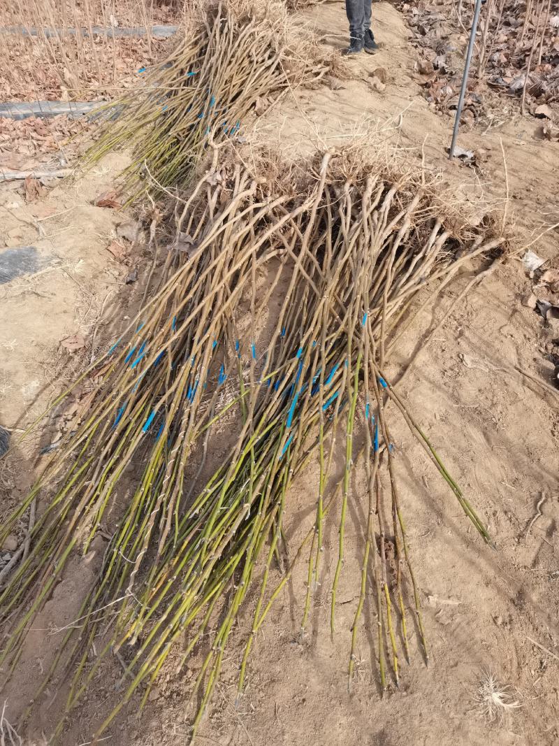娇红一号玉兰紫玉兰红玉兰基地批发绿化景观庭院点缀