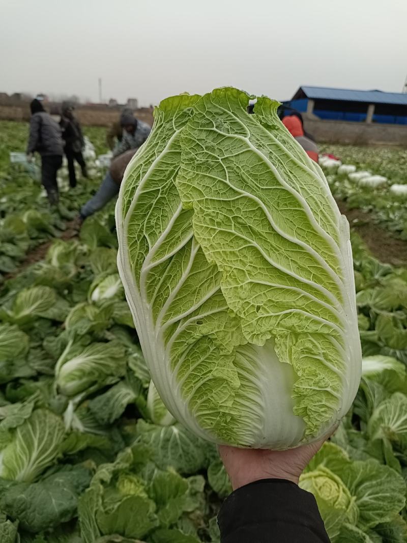 【热卖】黄心白菜4~6斤大量供应基地直销价格实惠