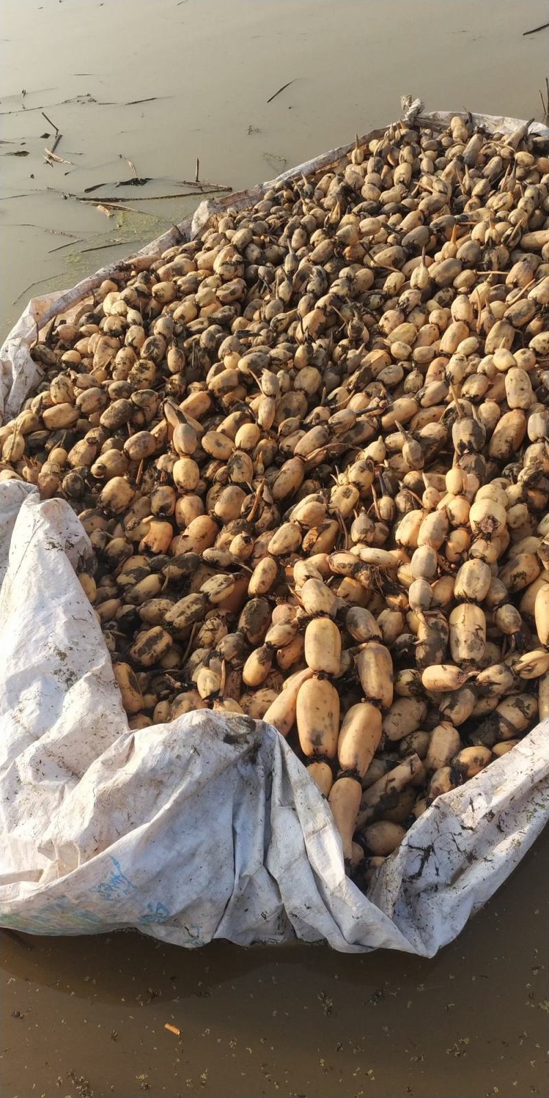 莲藕，鄂莲6号，大量上市中。货源充足，