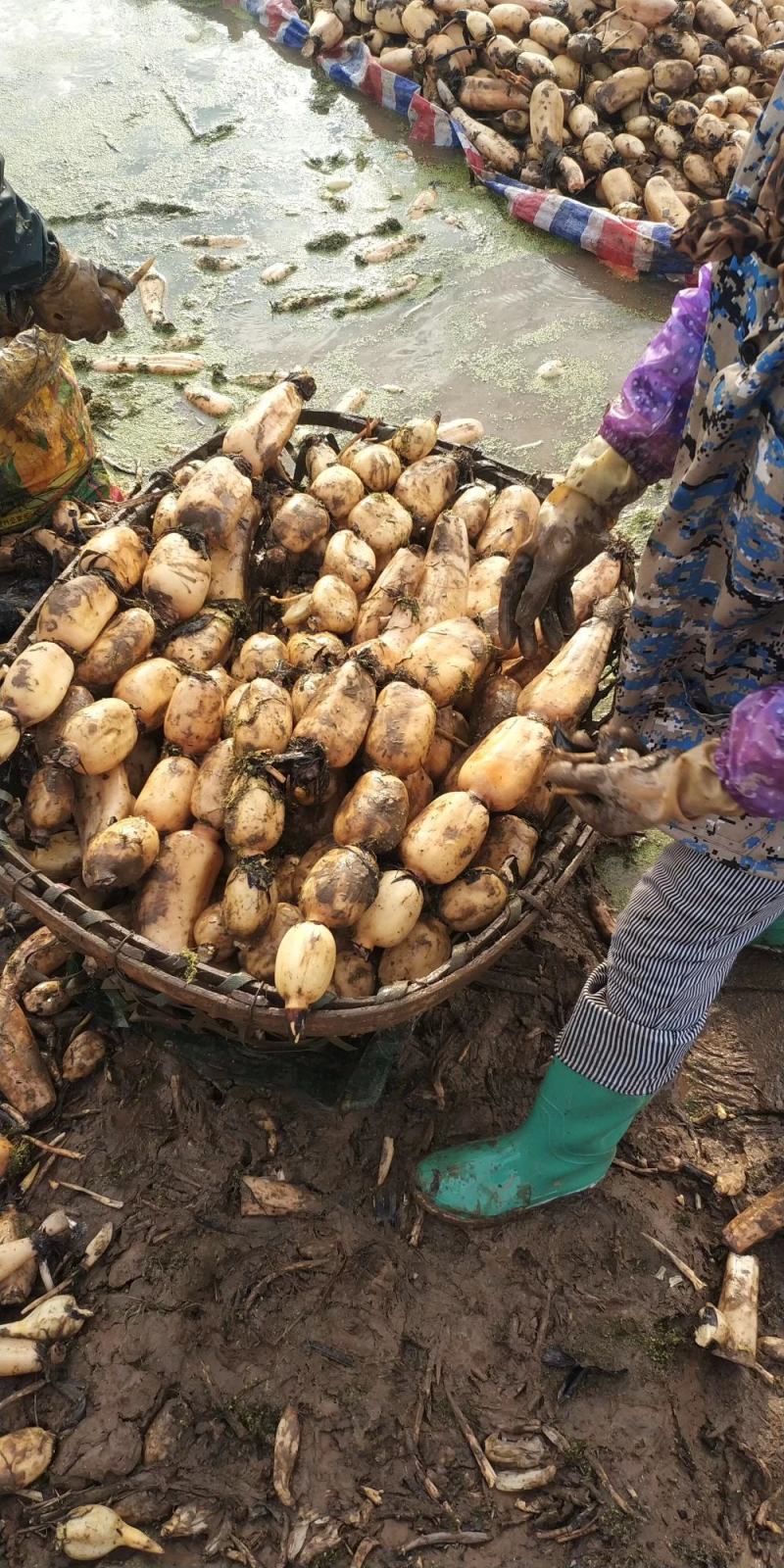 莲藕，鄂莲6号，大量上市中。货源充足，