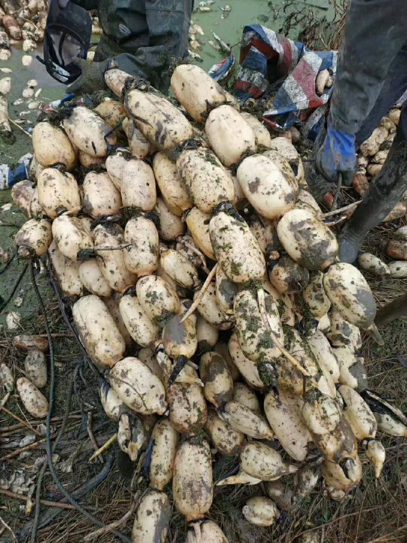 莲藕，鄂莲6号，大量上市中。货源充足，