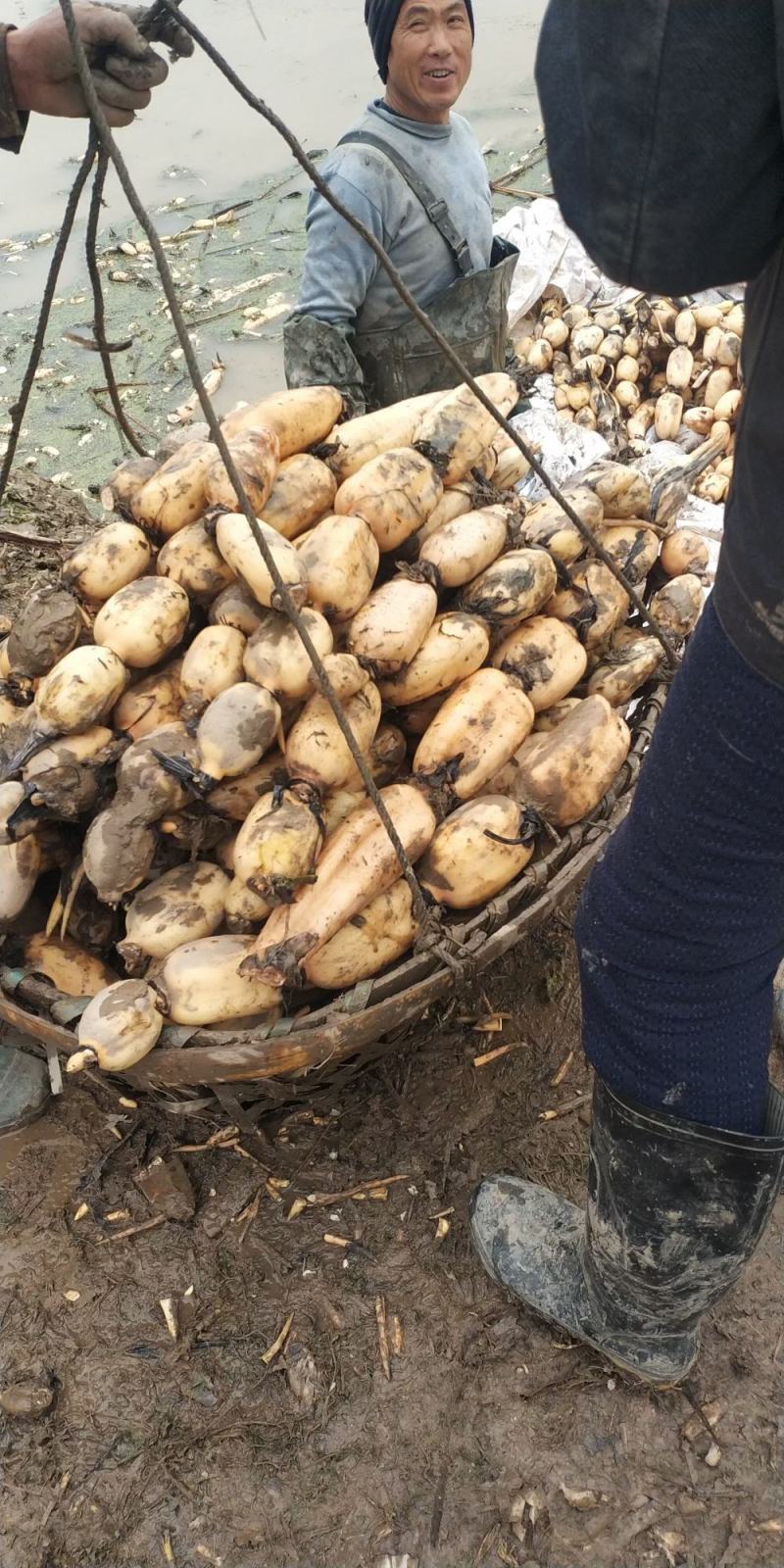 莲藕，鄂莲6号，大量上市中。货源充足，