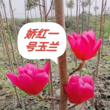 娇红一号玉兰紫玉兰红玉兰基地批发绿化景观庭院点缀
