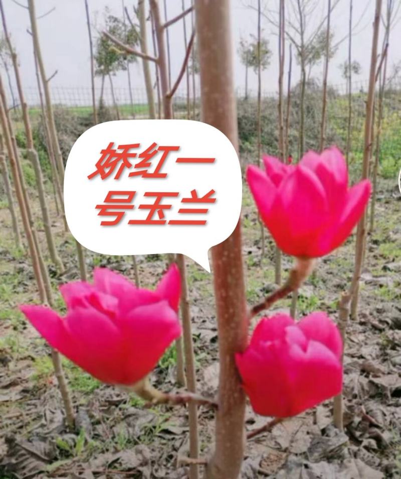 娇红一号玉兰紫玉兰红玉兰基地批发绿化景观庭院点缀