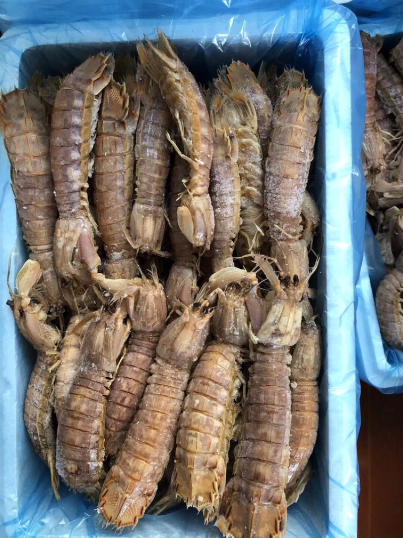 熟冻带壳皮皮虾一箱5斤装现货批发