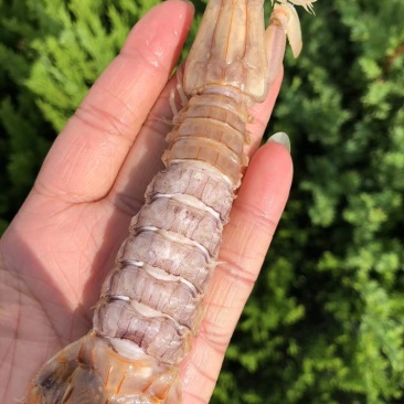 熟冻带壳皮皮虾一箱5斤装现货批发