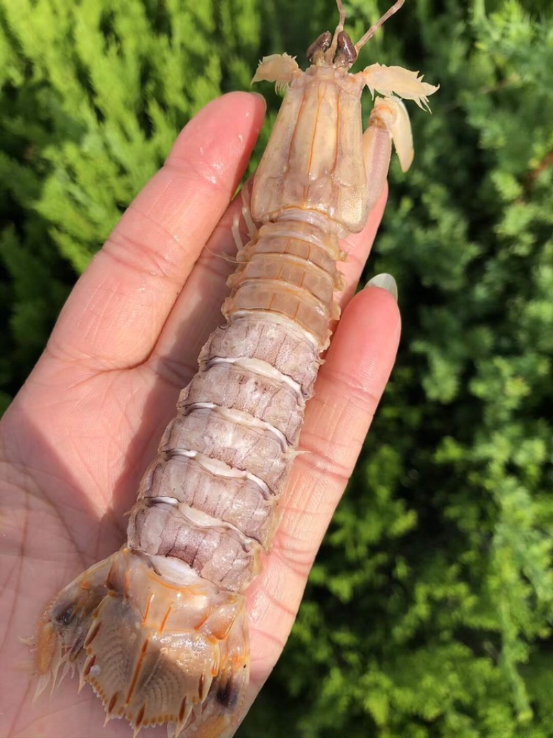 熟冻带壳皮皮虾一箱5斤装现货批发