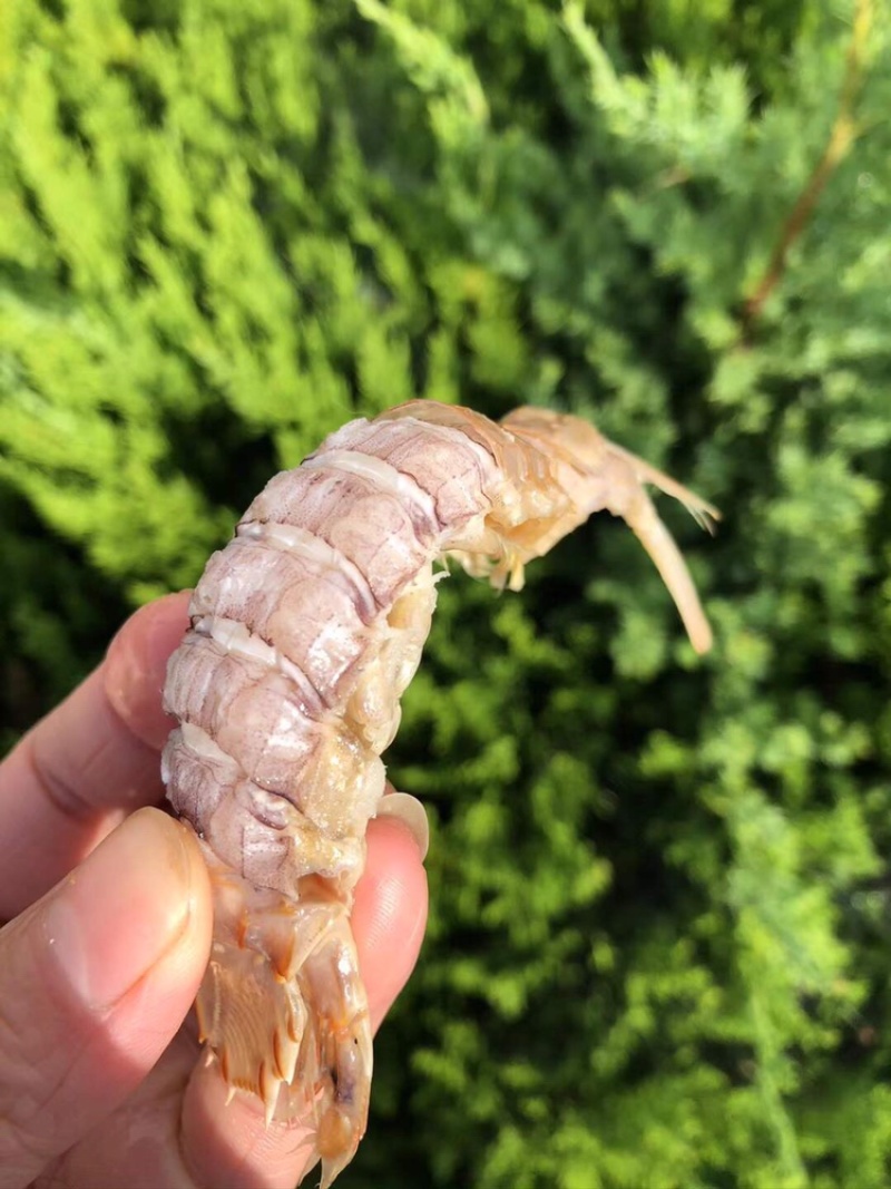 熟冻带壳皮皮虾一箱5斤装现货批发