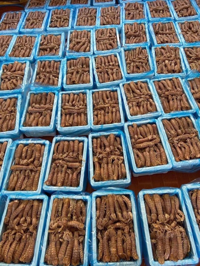 熟冻带壳皮皮虾一箱5斤装现货批发