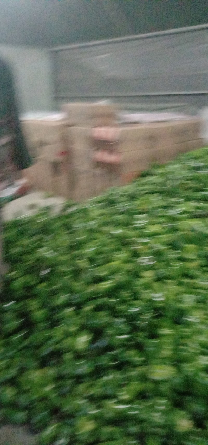 太空椒，青椒大量供应需要的联系我万亩基地一手货源欢迎咨询