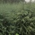 雪松各规格小苗，需要的老板下单，