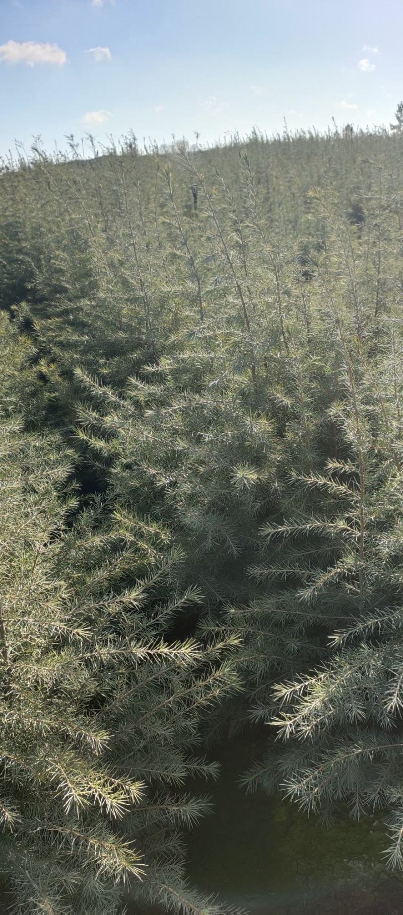 雪松各规格小苗，需要的老板下单，