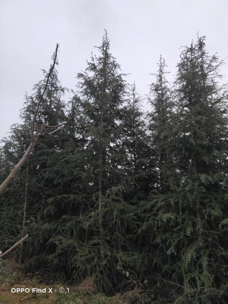 雪松各规格大树，需要的老板下单
