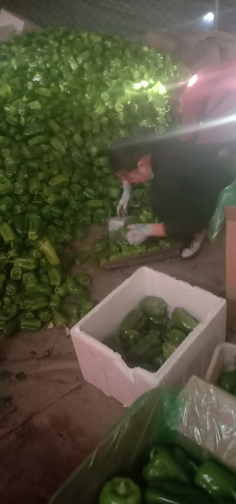 太空椒，青椒大量供应需要的联系我万亩基地一手货源欢迎咨询