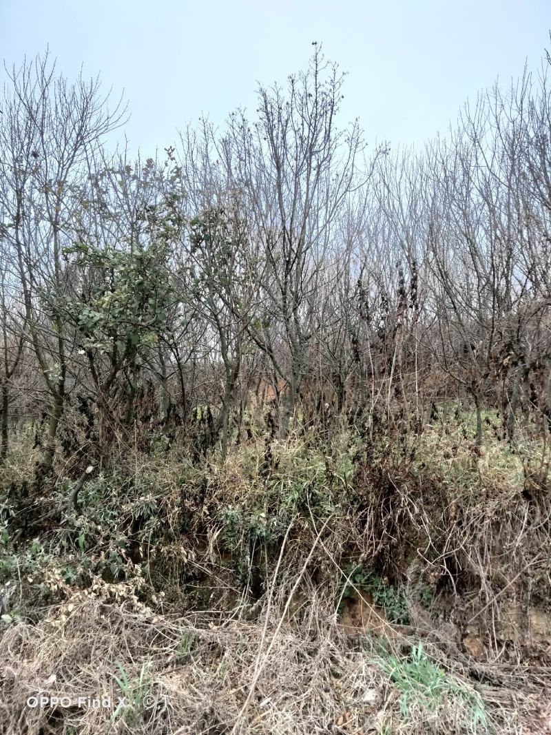 三角枫，需要的老板下单，5到8分