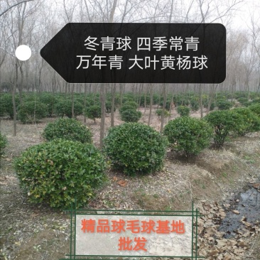 冬青球大叶黄杨球精品球50-180公分低价毛球实球