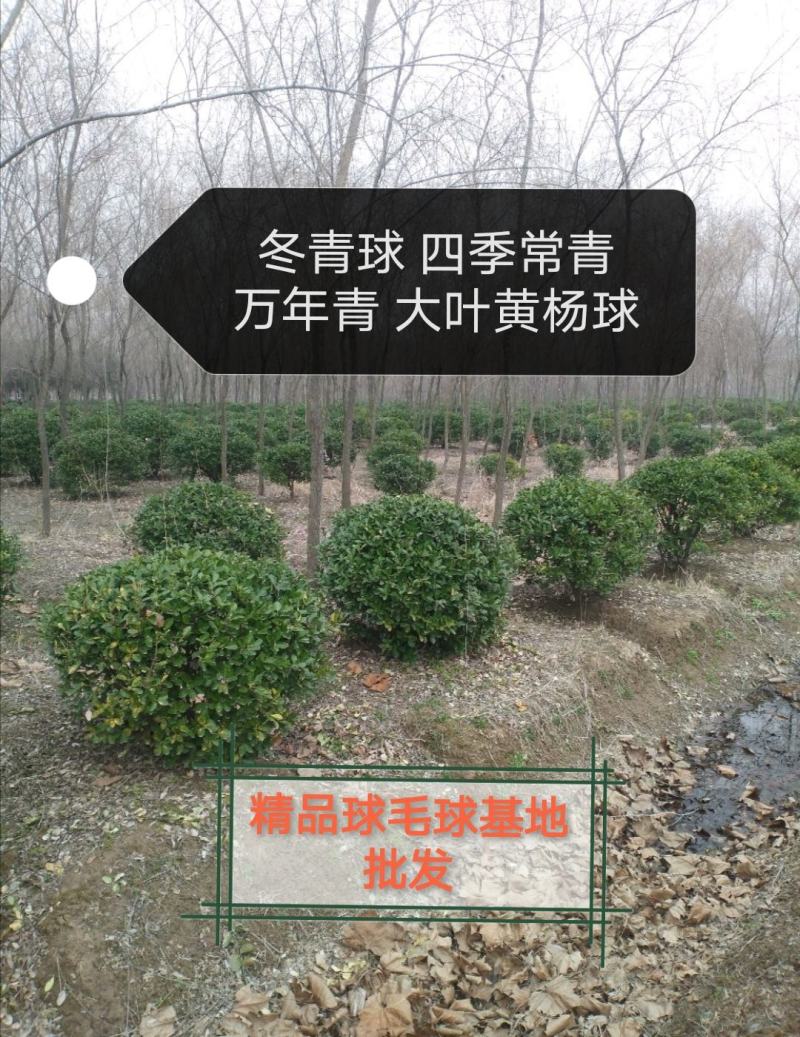 冬青球大叶黄杨球精品球50-180公分低价毛球实球