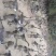 马岗鹅76日八斤3.4美丽