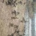 马岗鹅76日八斤3.4美丽