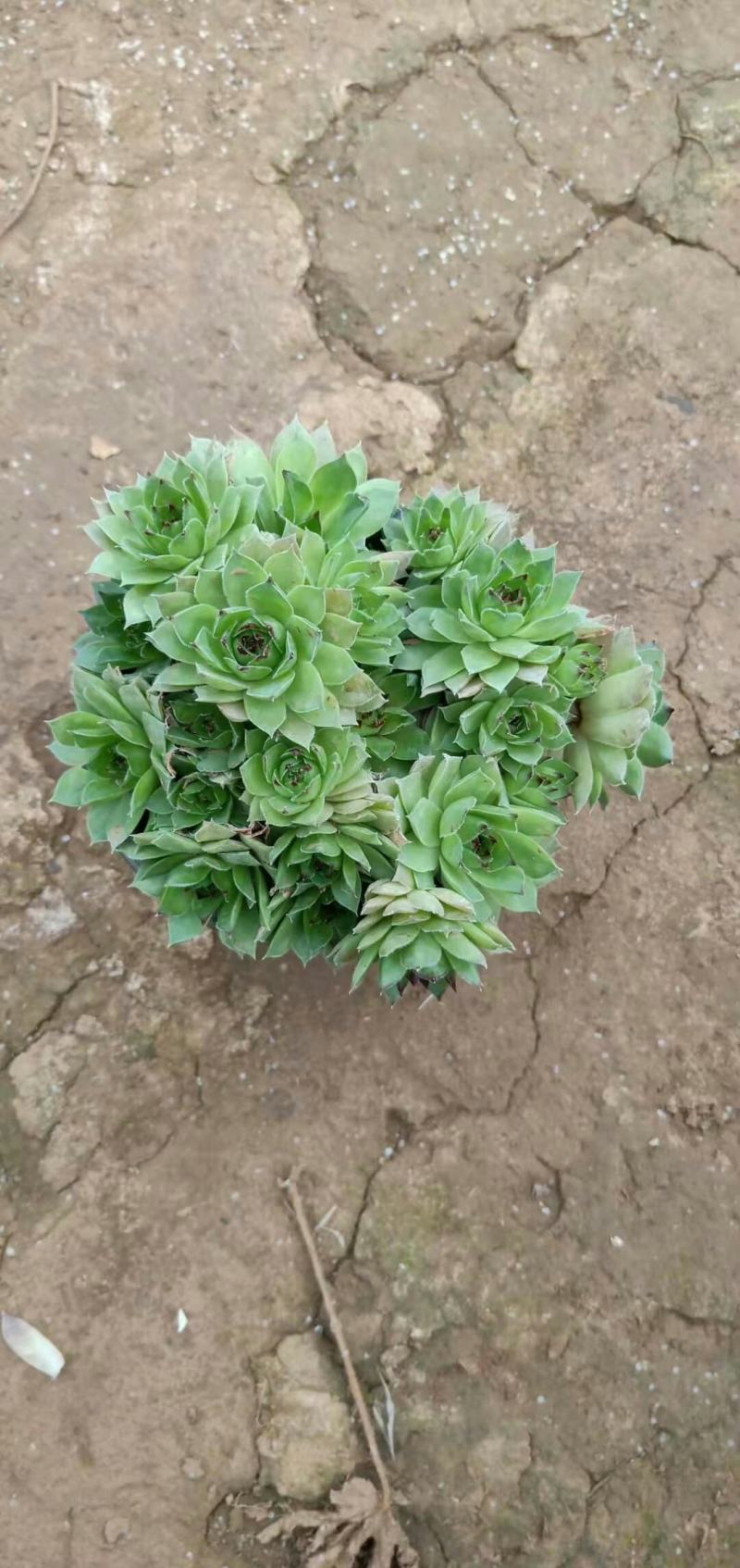 观音莲绿化苗木组摆效果好基地直发