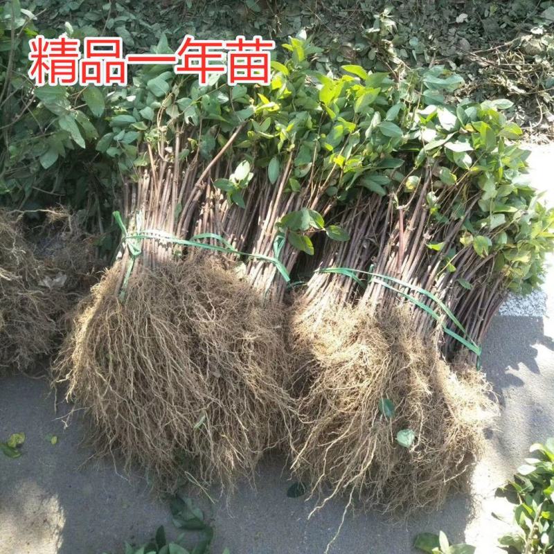 金银花苗北花系列药用金银花苗技术指导死苗补发