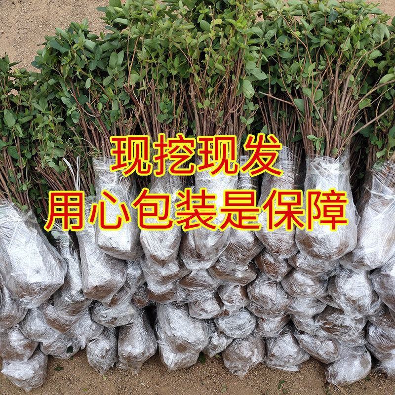 金银花苗北花系列药用金银花苗技术指导死苗补发