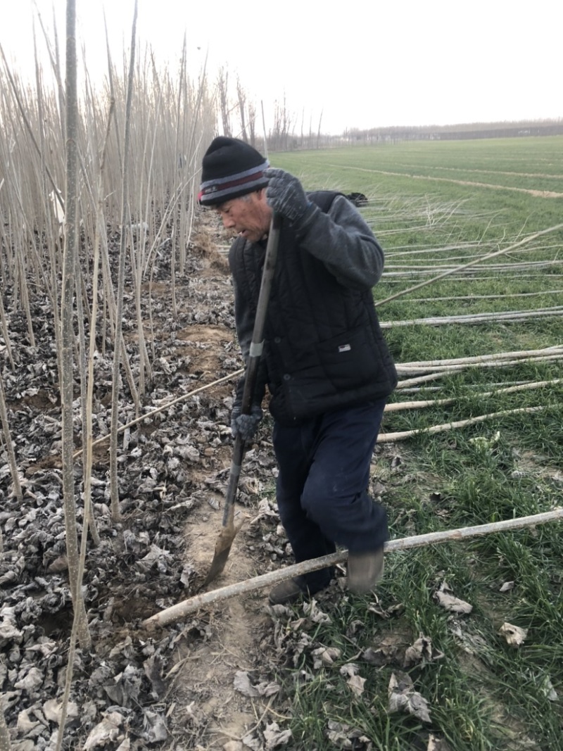 河南杨树苗大量出售基地直销本人许诺达不到质量报销所有费用