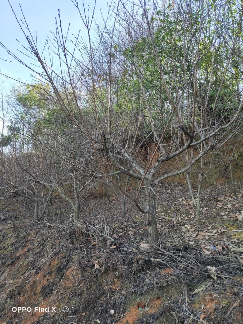 地径6到12桃树，需要的老板下单