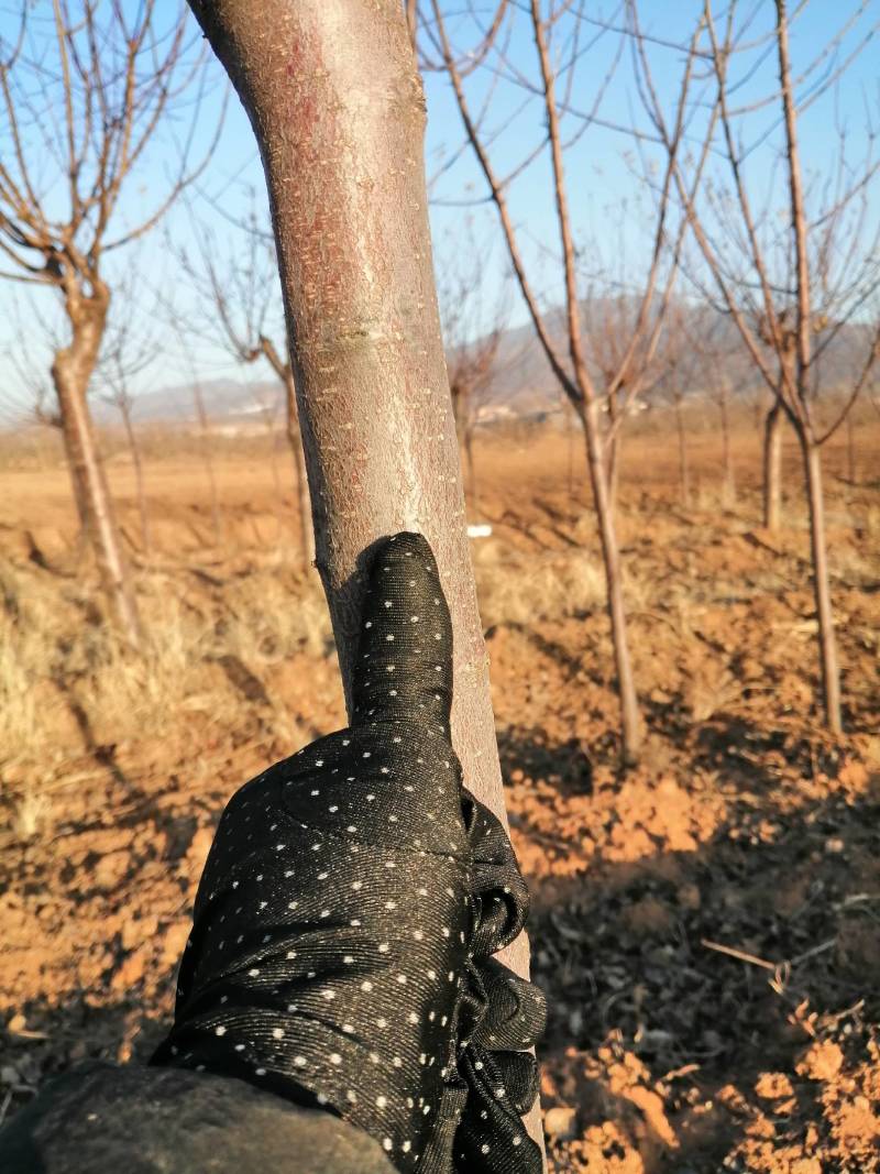 苗圃出售精品3公分苹果树，4公分苹果树，5公分苹果树，