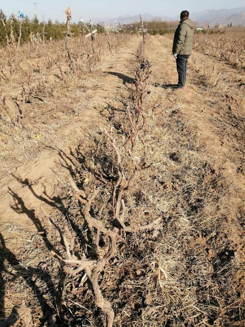 山西占地葡萄树2--3公分量大价低品种巨峰夏黑