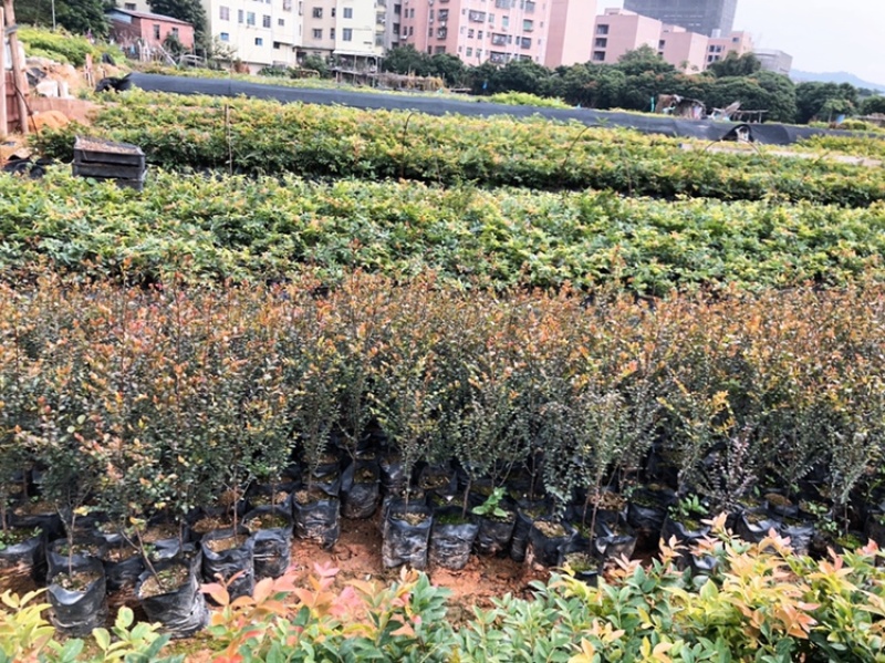 小叶紫檀树苗珍贵高档室内盆栽小叶紫檀苗