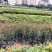 小叶紫檀树苗珍贵高档室内盆栽小叶紫檀苗