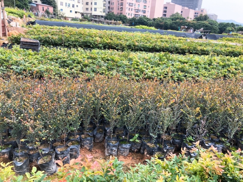小叶紫檀树苗珍贵高档室内盆栽小叶紫檀苗