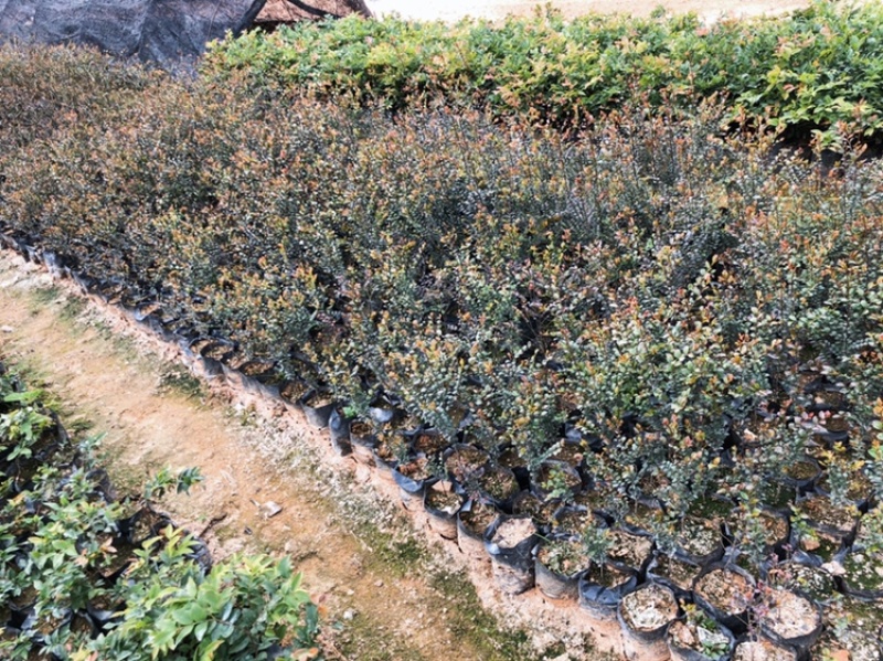 小叶紫檀树苗珍贵高档室内盆栽小叶紫檀苗