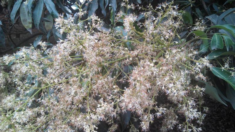 龙眼花蜜，原生态的龙眼蜜。原产地直发，量大从优