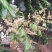 龙眼花蜜，原生态的龙眼蜜。原产地直发，量大从优