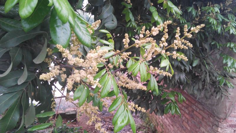 龙眼花蜜，原生态的龙眼蜜。原产地直发，量大从优