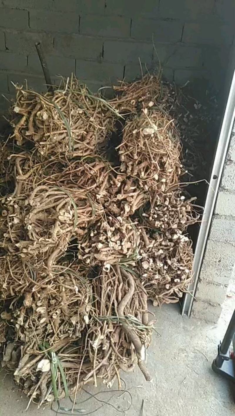 广西野生五指毛桃鲜货，货源充足每三天千斤左右，任老板们挑