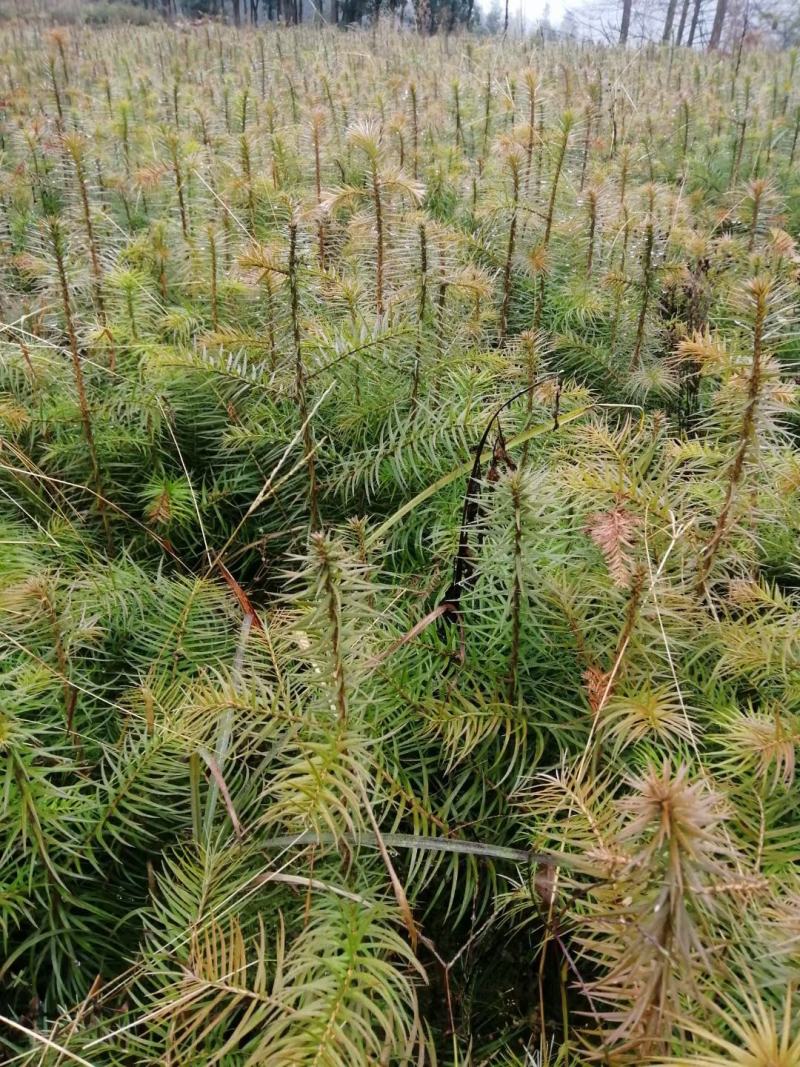 刺杉苗造林苗基地直发荒山造林苗杉树苗速生杉树苗刺杉苗