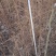 绿化苗造林苗金叶水杉树苗1-4年苗基地直发免费技术指导