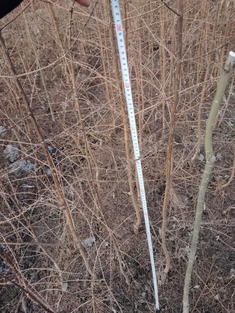 绿化苗造林苗金叶水杉树苗1-4年苗基地直发免费技术指导