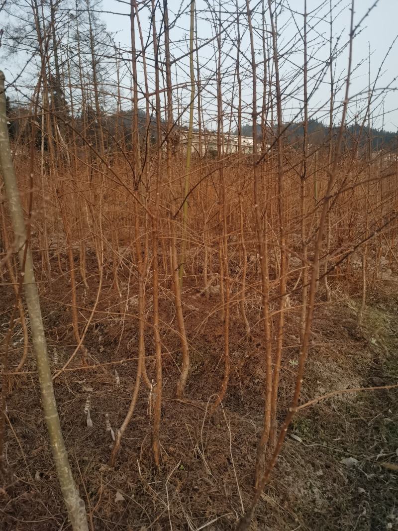 绿化苗造林苗金叶水杉树苗1-4年苗基地直发免费技术指导