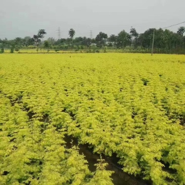 绿化苗造林苗金叶水杉树苗1-4年苗基地直发免费技术指导