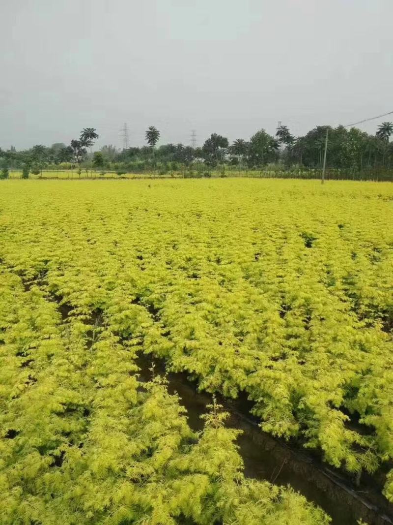 绿化苗造林苗金叶水杉树苗1-4年苗基地直发免费技术指导