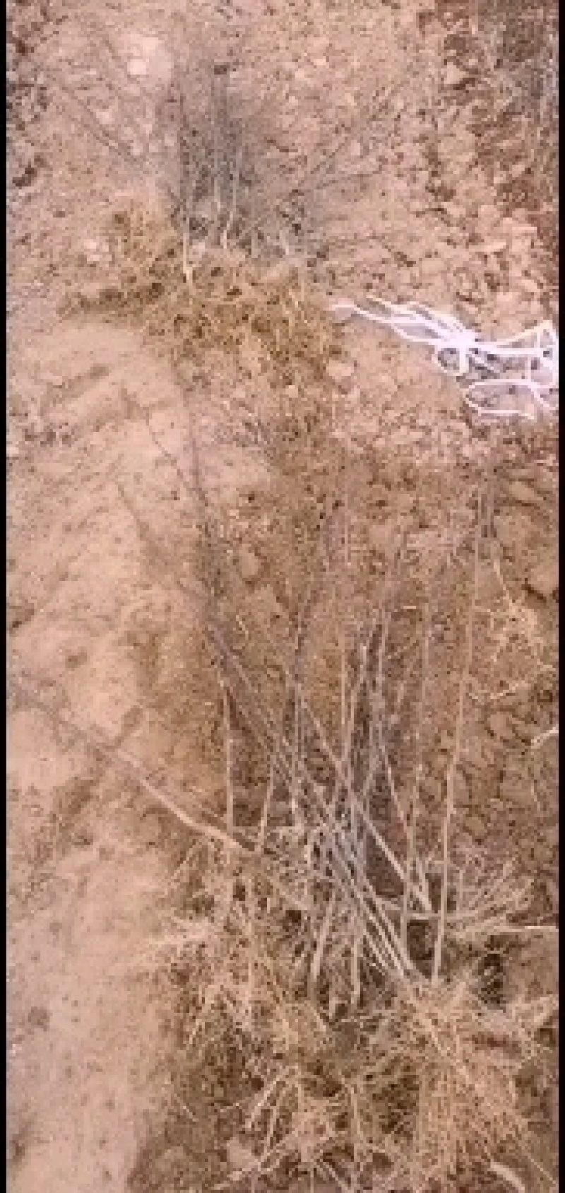大红袍花椒种苗狮子头花椒种苗