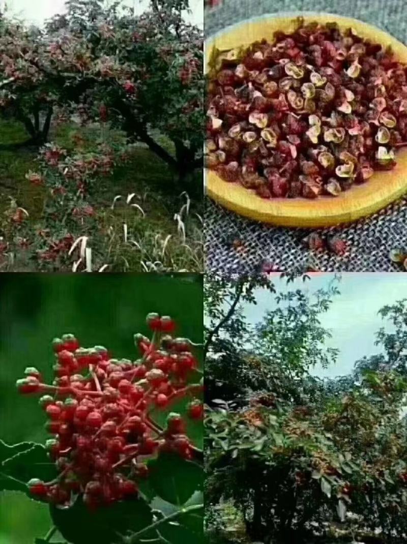 大红袍花椒种苗狮子头花椒种苗